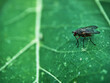 Housefly on Leaf
