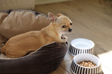 Closeup portrait of small funny beige mini chihuahua dog, puppy laying near plates with dog food