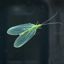 A Common Green Lacewing. Green Insect Close Up