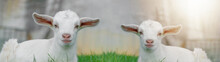 Two Cute Baby Goats Sheep Are Sitting On A Green Meadow Background Banner Panorama Spring Easter