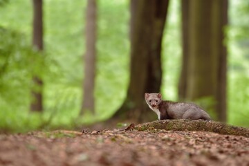 Wall Mural - Marten in the forest 