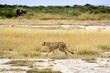 Amboseli - Cheetah