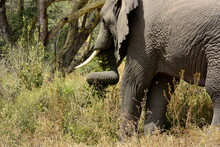  Ngorongoro - Akáciový Les Lerai A Slon Se Spirálou
