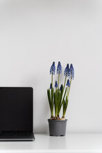 Blue Hyacinth In A Vase With Laptop Spring