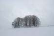 Group of trees in a snowy landscape