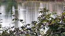Ducks And Coots Behind A Plant Are Swimming, Leaving Circular Ripples On The Water Surface.