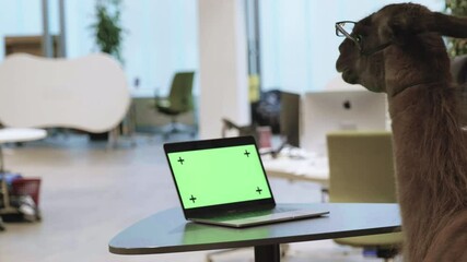 Llama wearing glasses next to a green screen laptop on an office desk.