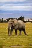 Fototapeta Sawanna - view of elephant in amboseli national park