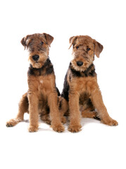 Poster - airedale terriers 1