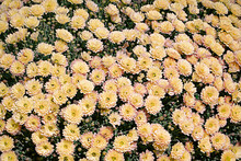 Autumn Decorative Composition With Yellow Chrysanthemums