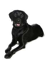 Sticker - Labrador Retriever 5