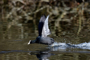 Canvas Print - Blässhuhn // Eurasian coot (Fulica atra)