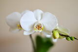 Fototapeta Panele - white orchid flower