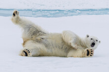Adult Polar Bear (Ursus Maritimus), Cleaning Its Fur From A Recent Kill On Ice Near Ellesmere Island, Nunavut, Canada, North America