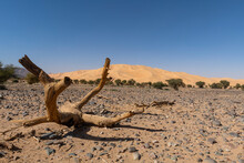 Crab's Claw Arakao Sand Dune, Tenere Desert, Sahara, Niger, Africa