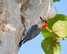 Adult Male Red-bellied Woodpecker (Melanerpes Carolinus), Clinging To Tree, Key Vaca, Marathon, Florida Keys, Florida, United States Of America, North America
