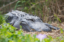 American Alligator (Alligator Mississippiensis), At Rest Beside The Anhinga Trail, Everglades National Park, Florida, United States Of America, North America