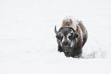 American Bison Covered In Snow, Yellowstone National Park, UNESCO World Heritage Site, Wyoming, United States Of America, North America