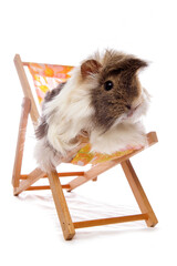 Wall Mural - Domestic Guinea Pig