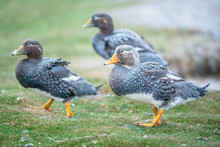 Steamer Ducks, (Tachyeres Brachypterus), Sea Lion Island, Falkland Islands, South America