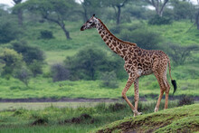 Masai Giraffe (Giraffa Camelopardalis Tippelskirchi), Ndutu, Ngorongoro Conservation Area, UNESCO World Heritage Site, Serengeti, Tanzania, East Africa, Africa