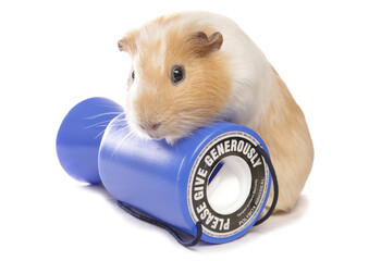 Sticker - Domestic Guinea Pig