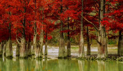 large trees with red leaves in water
