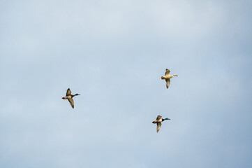 Wall Mural - Mallard ducks in flight