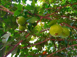 Ripe Tropical fruit Guava on Guava tree,Closeup View of Fruits on tree