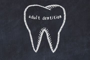 Wall Mural - Chalk drawing of a tooth with medical term adult dentition. Concept of learning stomatology