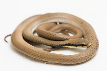 Malayan Ringneck Snake liopeltis tricolor isolated on white background