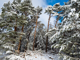 Wall Mural - Winterlandschaft