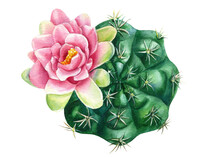 Watercolor Blooming Cactus Isolated White Background. Botanical Illustration, Succulents