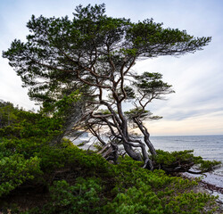 Wall Mural - Pine trees growing on a stone beach with ocean background