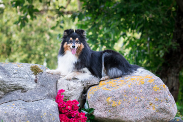 Stunning smart nice fluffy sable white shetland sheepdog, sheltie lies on the rock on a sunny day. Small, little beauty collie dog, lassie portrait in summer time with sunny park trees background