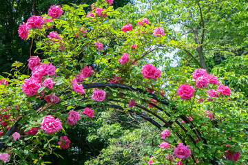 Wall Mural - arbor of pink roses, USA