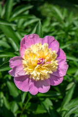 Wall Mural - Pink and pale yellow Peony, USA