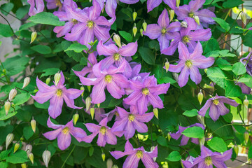 Sticker - Purple Clematis, USA