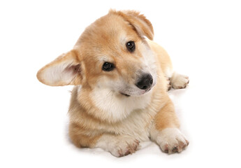 Wall Mural - Welsh Corgi