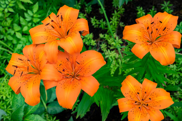 Canvas Print - Orange tiger lily, USA