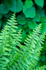 Poster - Boston fern, USA