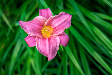 Sticker - Pink ruffled daylily, USA