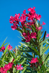 Sticker - Pink Oleander, USA