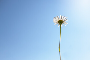 field chamomile on a blue sky background, summer background white with daisy, space for text