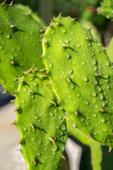 Poster - Prickly Pear cactus, USA