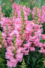 Poster - Pink Snapdragons, USA