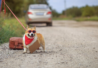 Wall Mural - cute traveler dog corgi in fashionable glasses waiting for a car on the road with a suitcase