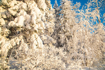 Wall Mural - Winter landscape in a quiet Karelian forest.