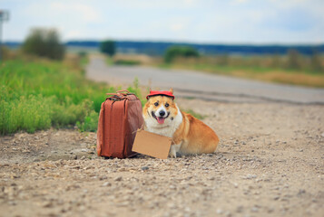 Wall Mural - cute traveler dog corgi with a sign sitting and waiting for a passing car on the road with an old suitcase