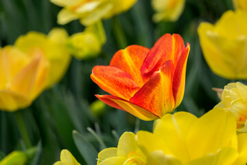 Poster - Orange Darwin hybrid tulip and double daffodil, USA